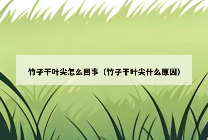 竹子干叶尖怎么回事(竹子干叶尖什么原因)