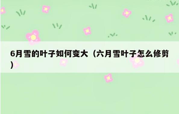 6月雪的叶子如何变大(六月雪叶子怎么修剪)