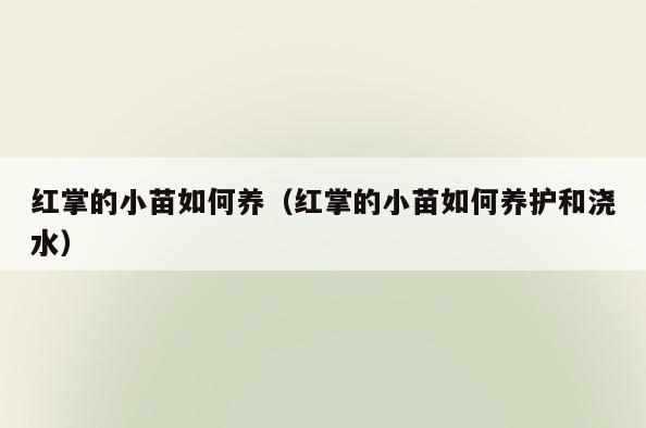 红掌的小苗如何养(红掌的小苗如何养护和浇水)