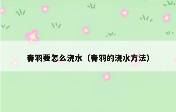 春羽要怎么浇水(春羽的浇水方法)