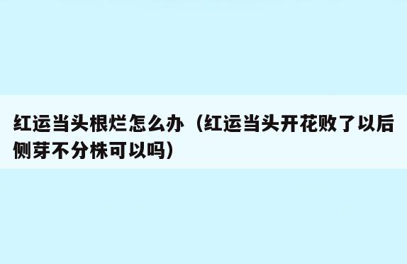 红运当头根烂怎么办(红运当头开花败了以后侧芽不分株可以吗)