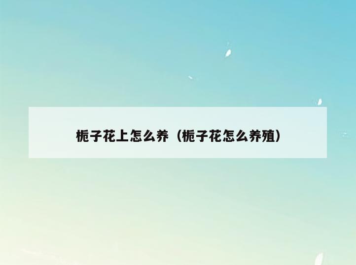 栀子花上怎么养(栀子花怎么养殖)