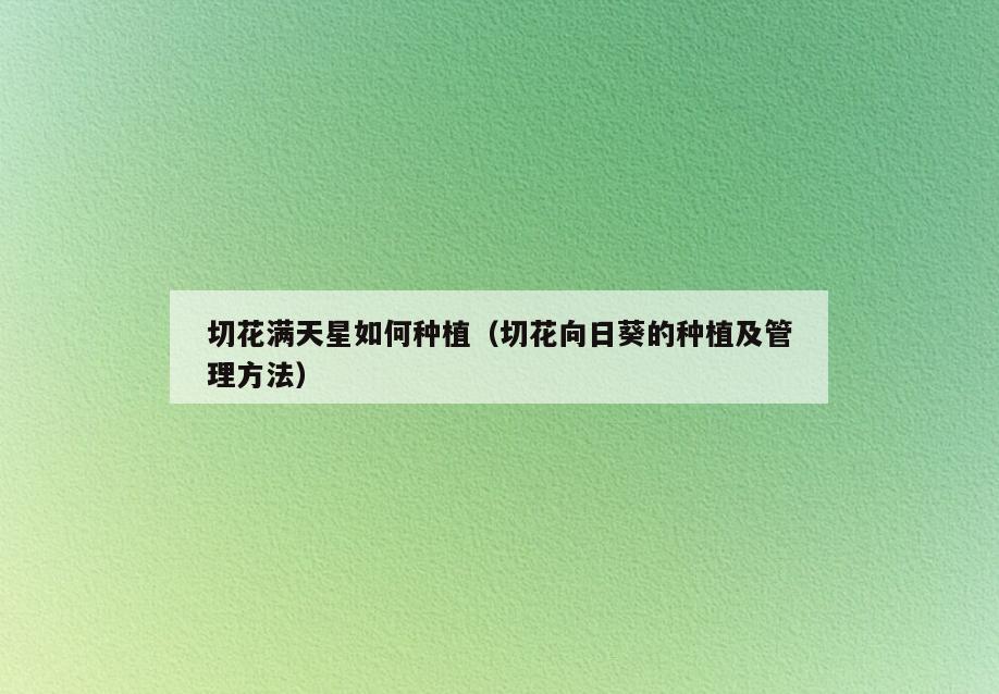 切花满天星如何种植(切花向日葵的种植及管理方法)