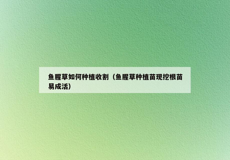 鱼腥草如何种植收割(鱼腥草种植苗现挖根苗易成活)