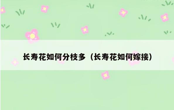 长寿花如何分枝多(长寿花如何嫁接)