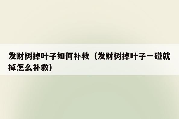 发财树掉叶子如何补救(发财树掉叶子一碰就掉怎么补救)