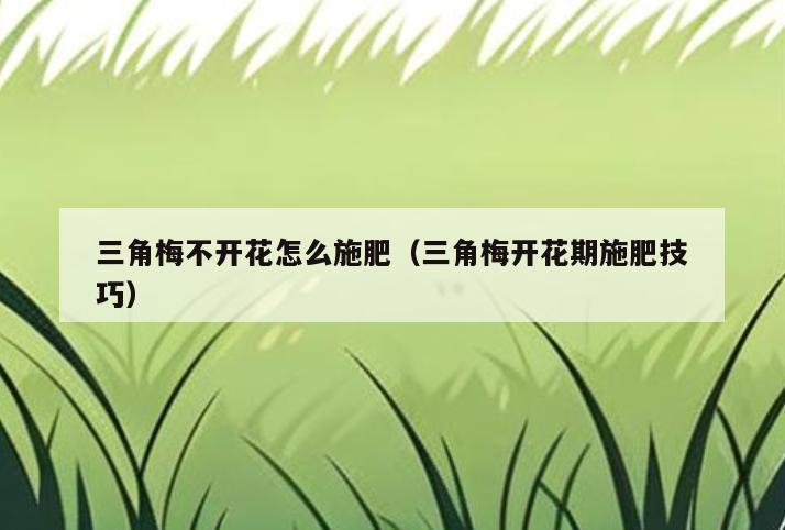 三角梅不开花怎么施肥(三角梅开花期施肥技巧)