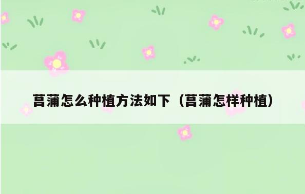 菖蒲怎么种植方法如下(菖蒲怎样种植)