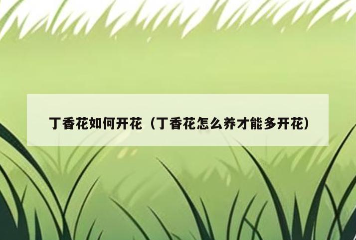 丁香花如何开花(丁香花怎么养才能多开花)