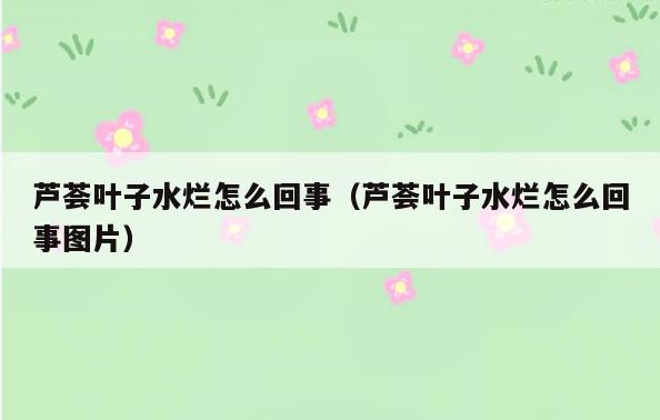芦荟叶子水烂怎么回事(芦荟叶子水烂怎么回事图片)