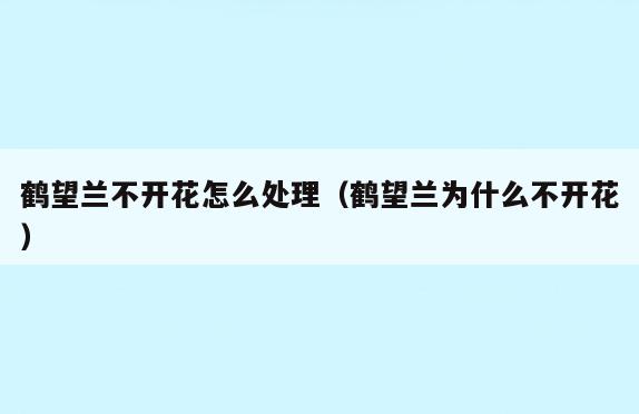 鹤望兰不开花怎么处理(鹤望兰为什么不开花)