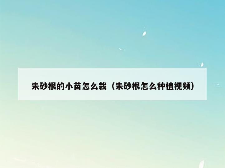 朱砂根的小苗怎么栽(朱砂根怎么种植视频)