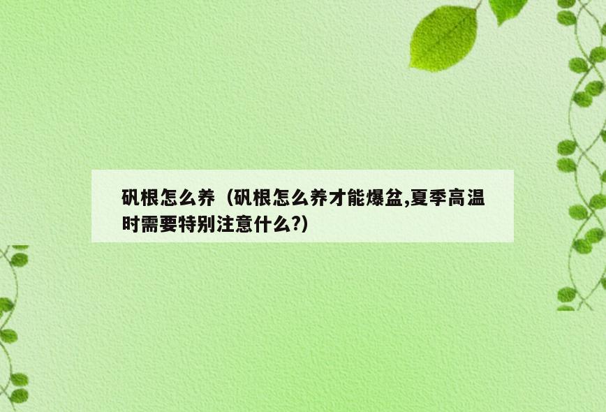 矾根怎么养(矾根怎么养才能爆盆,夏季高温时需要特别注意什么?)