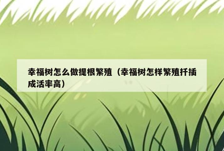 幸福树怎么做提根繁殖(幸福树怎样繁殖扦插成活率高)