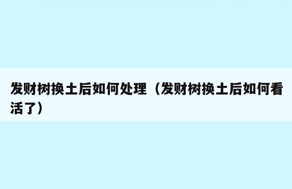 发财树换土后如何处理(发财树换土后如何看活了)