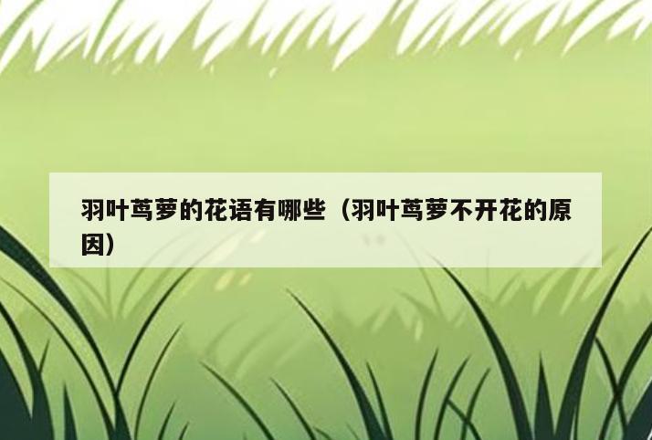 羽叶茑萝的花语有哪些(羽叶茑萝不开花的原因)