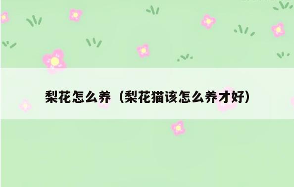 梨花怎么养(梨花猫该怎么养才好)