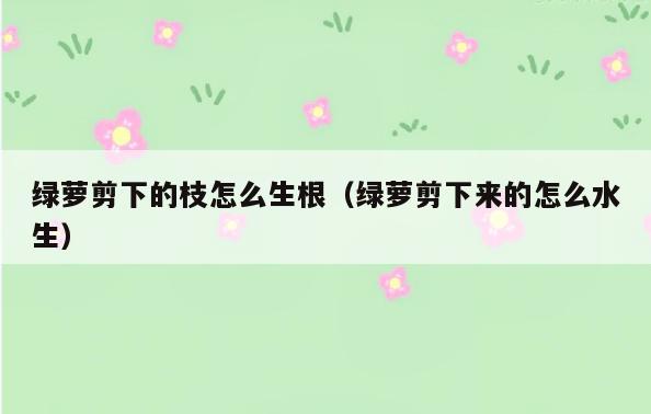 绿萝剪下的枝怎么生根(绿萝剪下来的怎么水生)