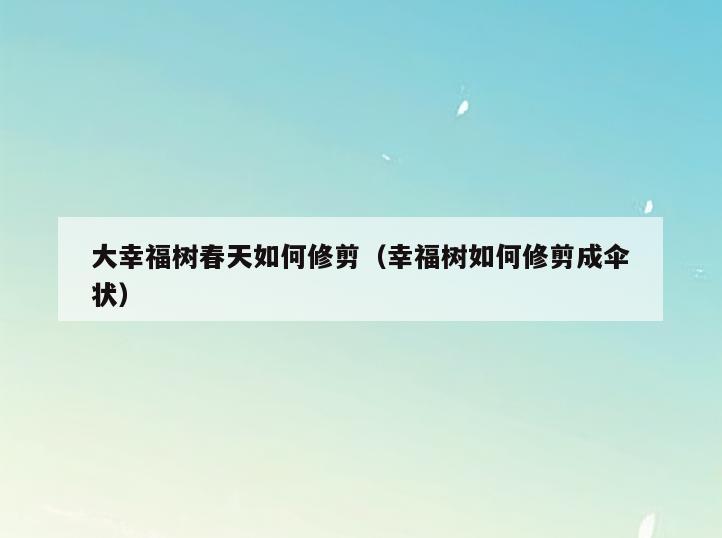 大幸福树春天如何修剪(幸福树如何修剪成伞状)