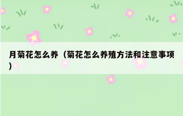 月菊花怎么养(菊花怎么养殖方法和注意事项)