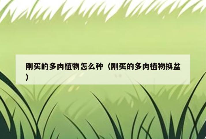 刚买的多肉植物怎么种(刚买的多肉植物换盆)