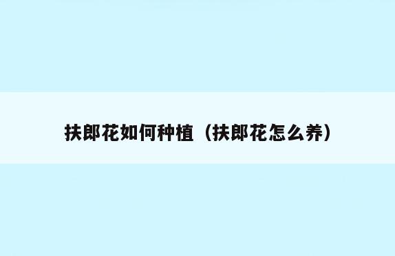 扶郎花如何种植(扶郎花怎么养)