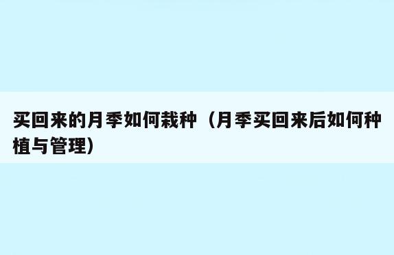 买回来的月季如何栽种(月季买回来后如何种植与管理)