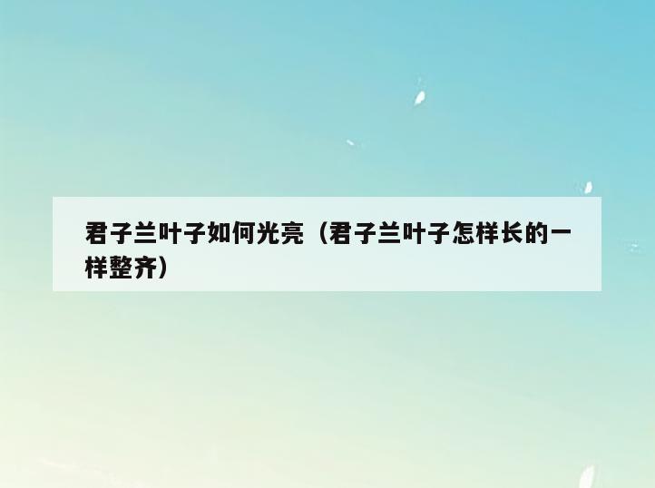 君子兰叶子如何光亮(君子兰叶子怎样长的一样整齐)
