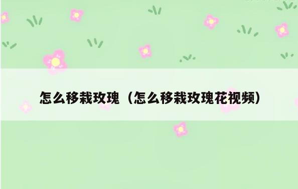 怎么移栽玫瑰(怎么移栽玫瑰花视频)