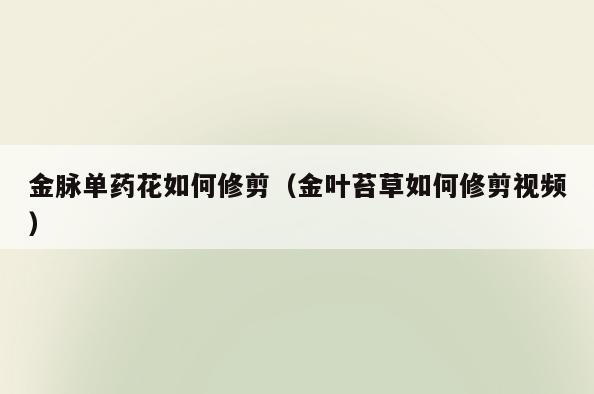 金脉单药花如何修剪(金叶苔草如何修剪视频)
