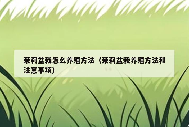 茉莉盆栽怎么养殖方法(茉莉盆栽养殖方法和注意事项)