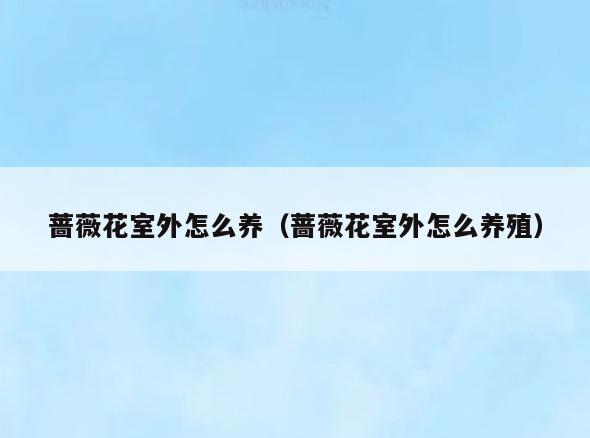 蔷薇花室外怎么养(蔷薇花室外怎么养殖)
