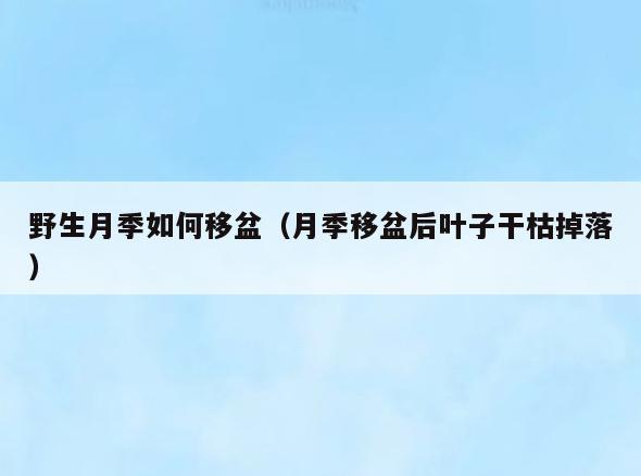 野生月季如何移盆(月季移盆后叶子干枯掉落)