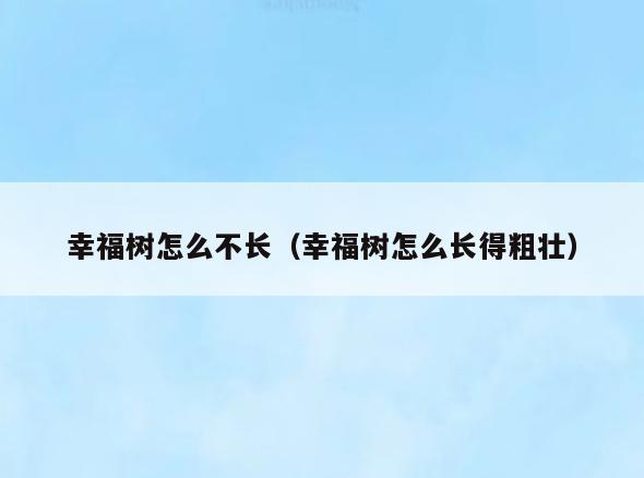 幸福树怎么不长(幸福树怎么长得粗壮)