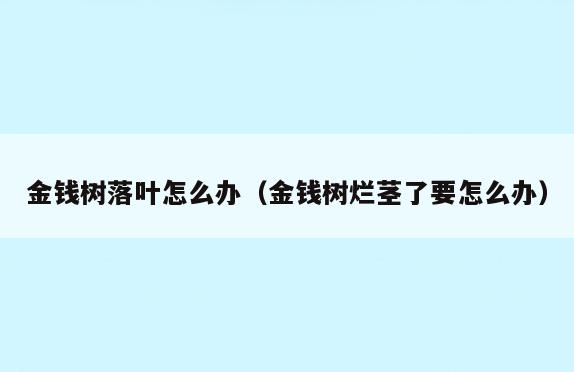 金钱树落叶怎么办(金钱树烂茎了要怎么办)