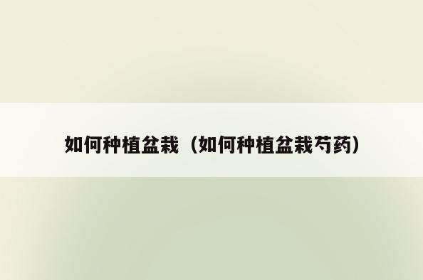 如何种植盆栽(如何种植盆栽芍药)