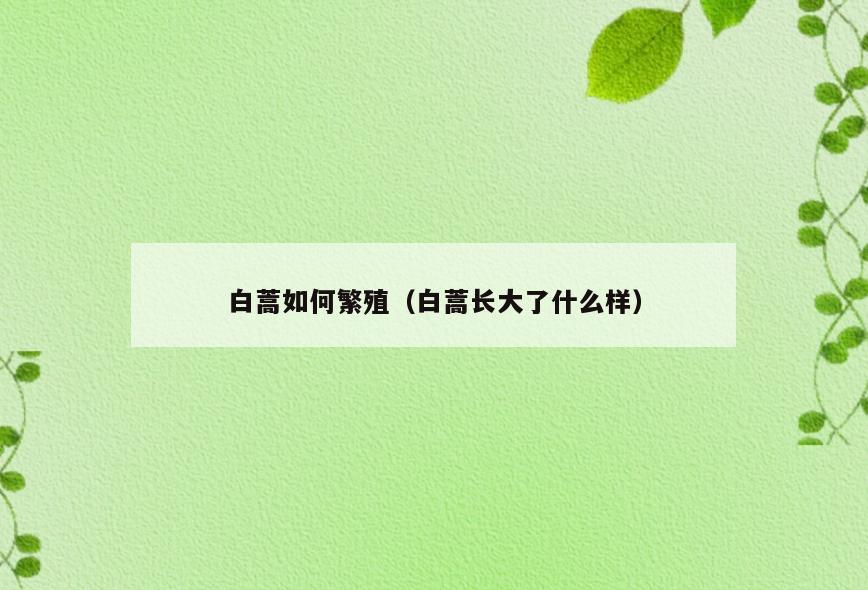 白蒿如何繁殖(白蒿长大了什么样)