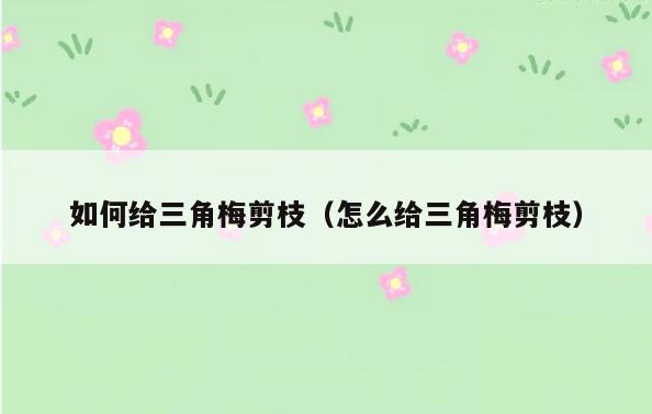 如何给三角梅剪枝(怎么给三角梅剪枝)