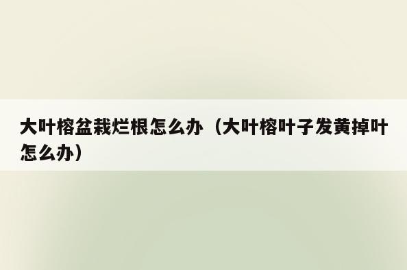 大叶榕盆栽烂根怎么办(大叶榕叶子发黄掉叶怎么办)