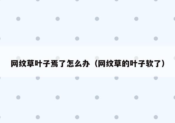 网纹草叶子焉了怎么办(网纹草的叶子软了)