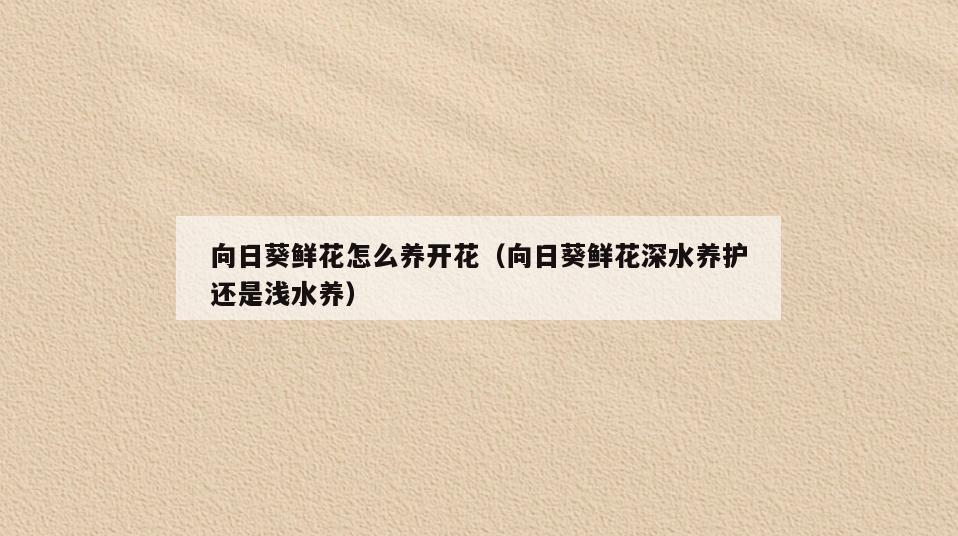 向日葵鲜花怎么养开花(向日葵鲜花深水养护还是浅水养)