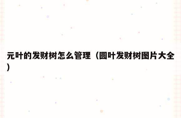 元叶的发财树怎么管理(圆叶发财树图片大全)