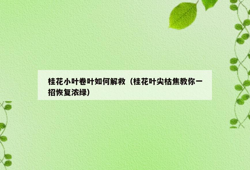 桂花小叶卷叶如何解救(桂花叶尖枯焦教你一招恢复浓绿)