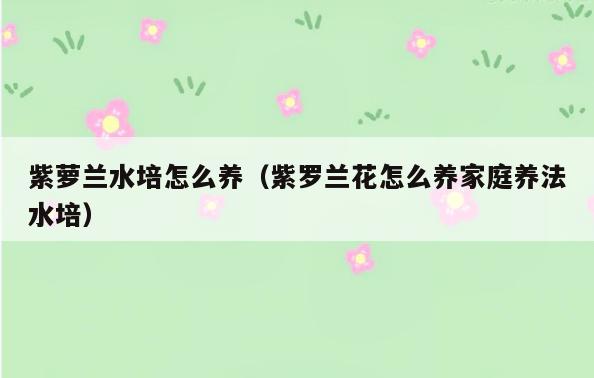 紫萝兰水培怎么养(紫罗兰花怎么养家庭养法水培)