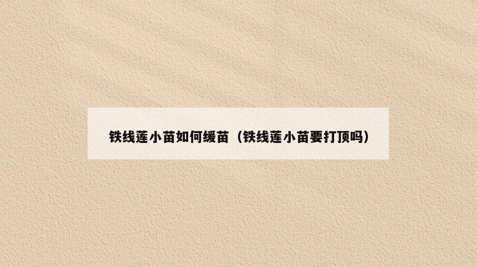 铁线莲小苗如何缓苗(铁线莲小苗要打顶吗)