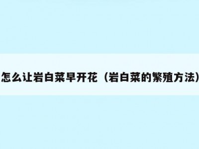 怎么让岩白菜早开花（岩白菜的繁殖方法）