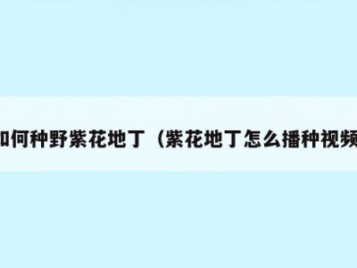 如何种野紫花地丁（紫花地丁怎么播种视频）