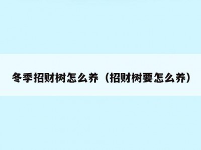 冬季招财树怎么养（招财树要怎么养）