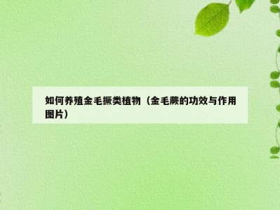 如何养殖金毛撅类植物（金毛蕨的功效与作用图片）