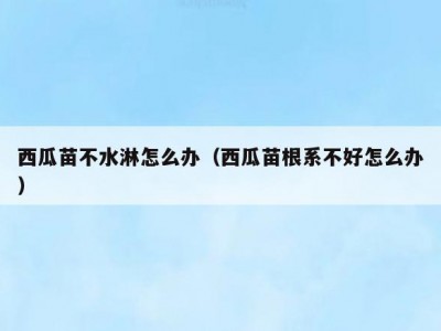 西瓜苗不水淋怎么办（西瓜苗根系不好怎么办）